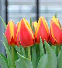 Tulipa Luba Tulipan 'Luba'5SZT