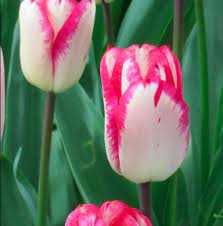 Tulipa Just Kissed Tulipan 'Just Kissed'5SZT
