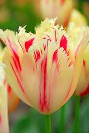 Tulipa Carrousel Tulipan 'Carrousel'5SZT