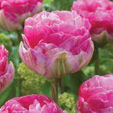 Tulipa Pinksize Tulipan 'Pinksize' 5SZT