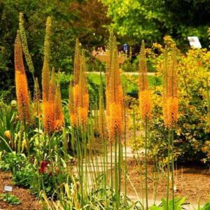 Eremurus Pinokkio Pustynnik 'Pinokkio'