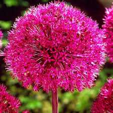 Allium carolinianum Czosnek carolinianum 5 SZT.