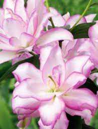 Lilium Roselily Anouska Lilia 'Roselily Anouska'