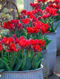 Tulipa Double Rococo Tulipan 5SZT