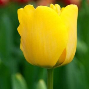 Tulipa Golden Apeldorn Tulipan 'Golden Apeldorn' 5SZT