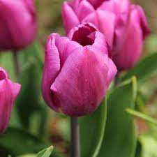 Tulipa Purple Prince Tulipan 'Purple Prince' 5SZT