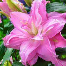 Lilium Roselily Julia Lilia 'Roselily Julia'