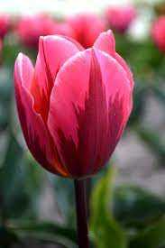 Tulipa Pretty Princess Tulipan 'Pretty Princess'5SZT