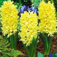 Hyacinthus Hiacynt Żółty 5SZT.