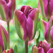 Tulipa Nightrider Tulipan 'Nightrider'5SZT