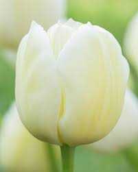 Tulipa City of Vancouver Tulipan 'City of Vancouver' 5SZT