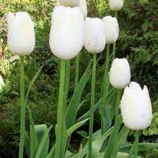 Tulipa Maureen Tulipan 'Maureen'5SZT