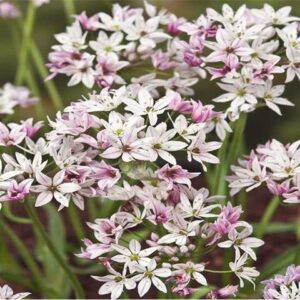 Allium Cameleon Czosnek 'Cameleon' 5 SZT.