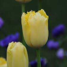 Tulipa Maja Tulipan 'Maja' 5SZT