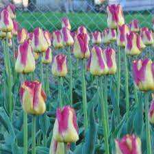 Tulipa Boston Tulipan 'Boston' 5SZT