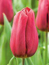 Tulipa Strong Love Tulipan 'Strong Love 5SZT