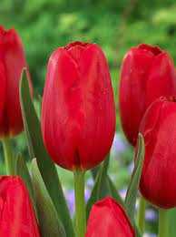 Tulipa Warszawa Tulipan 'Warszawa' 5SZT