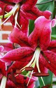 Lilium Miss Feya Lilia 'Miss Feya'