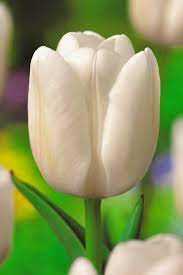 Tulipa Catherina Tulipan 'Catherina'5SZT