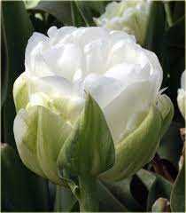 Tulipa Maureen Double Tulipan 'Maureen Double' 5SZT