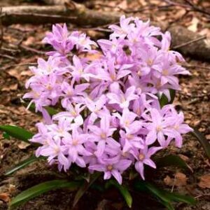Chionodoxa luciliae Rose Queen Śnieżnik lśniący 'Rose Queen' 5 SZT.