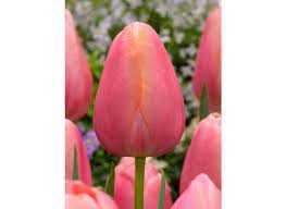 Tulipa Menton Tulipan 'Menton' 5SZT