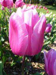 Tulipa Aafke Tulipan 'Aafke' 5SZT
