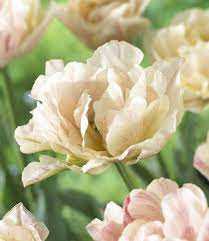 Tulipa Silk Road Tulipan 'Silk Road' 5SZT
