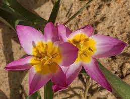 Tulipa Saxatilis Tulipan 'Saxatilis'5SZT