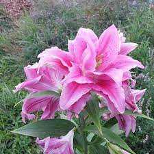 Lilium Roselily Patricia Lilia 'Roselily Patricia'