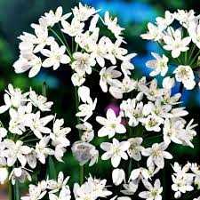 Allium neapolitanum Czosnek Neapolitański 5 SZT.