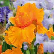 Iris germanica Kosaciec bródkowy pomarańczowy