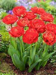 Tulipa Miranda Tulipan 'Miranda' 5SZT