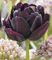 Tulipa Black Hero Tulipan 'Black Hero' 5SZT