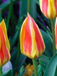 Tulipa Glück Tulipan 'Glück' 5SZT