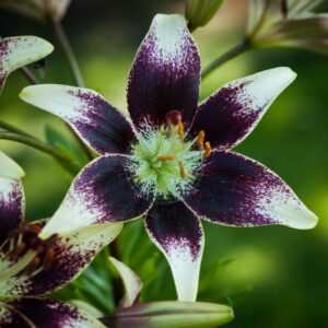 Lilium Netty's Pride Lilia 'Netty's Pride' 5SZT.