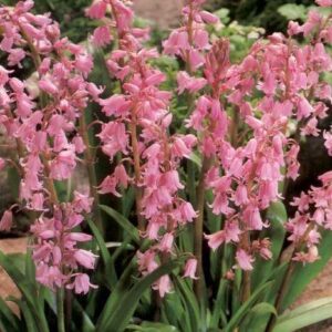 Scilla campanulata Cebulica hiszpańska różowa 5SZT.