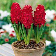 Hyacinthus Hiacynt Czerwony 5 SZT.