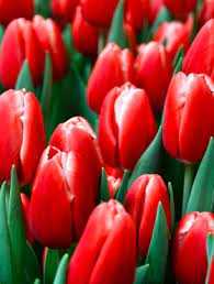 Tulipa Greiga Friendly Fire Tulipan 'Greiga Friendly Fire' 5SZT