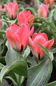 Tulipa Oratorio Tulipan 'Oratorio' 5SZT