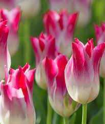 Tulipa Holland Chic Tulipan 'Holland Chic' 5SZT