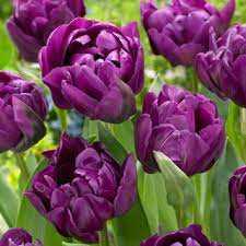 Tulipa Negrita Double Tulipan 'Negrita Double' 5SZT