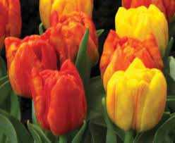 Tulipa Flaming Baby Tulipan 'Flaming Baby' 5SZT
