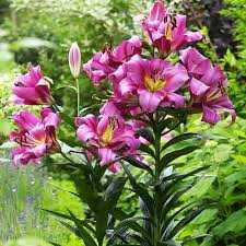 Lilium Purple Lady Lilia 'Purple Lady'