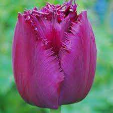 Tulipa Curly Sue Tulipan 'Curly Sue' 5SZT