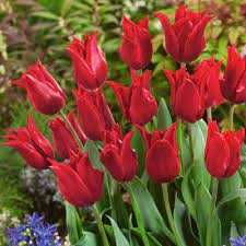 Tulipa Pretty Woman Tulipan 'Pretty Woman' 5SZT