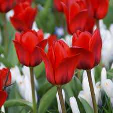 Tulipa Showinner Tulipan 'Showinner' V5SZT