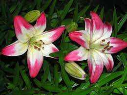 Lilium Lollypop Lilia 'Lollypop' 5SZT.