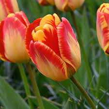 Tulipa Banja Luka Tulipan 'Banja Luka 5SZT