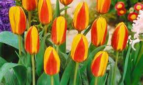 Tulipa First Love Tulipan 'First Love' 5SZT